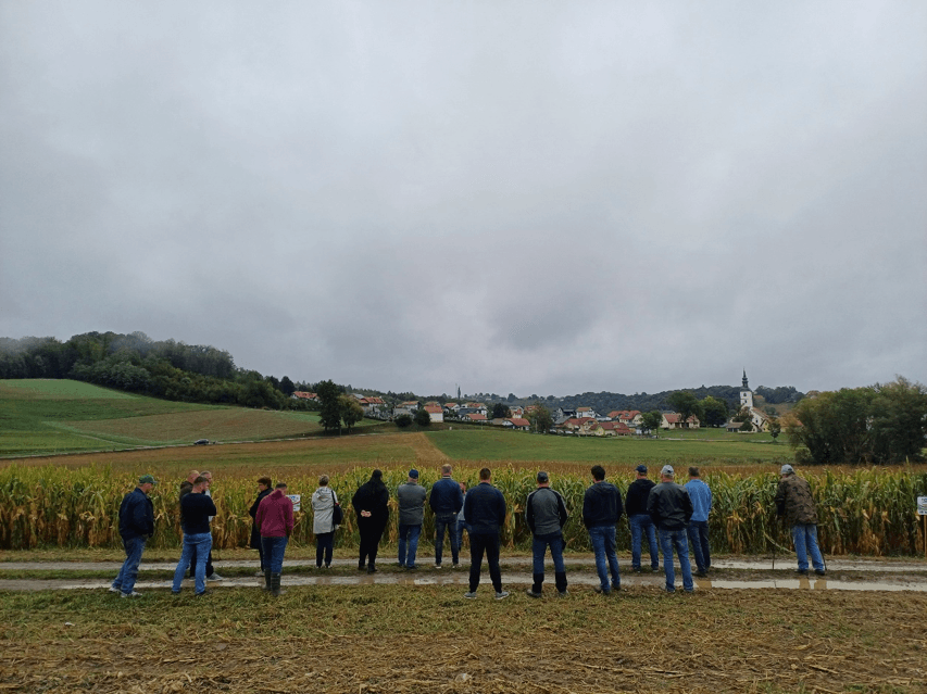 Udeleženci ogleda poskusa koruze v Benediktu